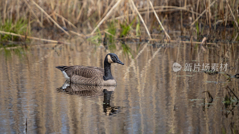 加拿大鹅，加拿大大鹅，(Branta canadensis)，加拿大鹅。